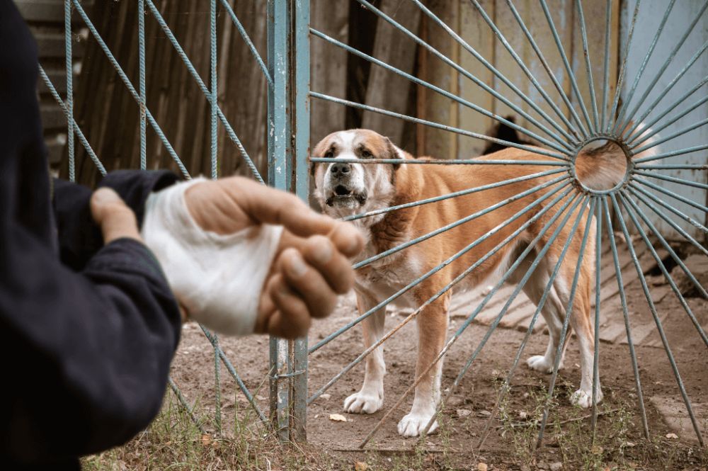 Injured person stands by gate with a barking dog behind metal bars, outside a rustic yard.