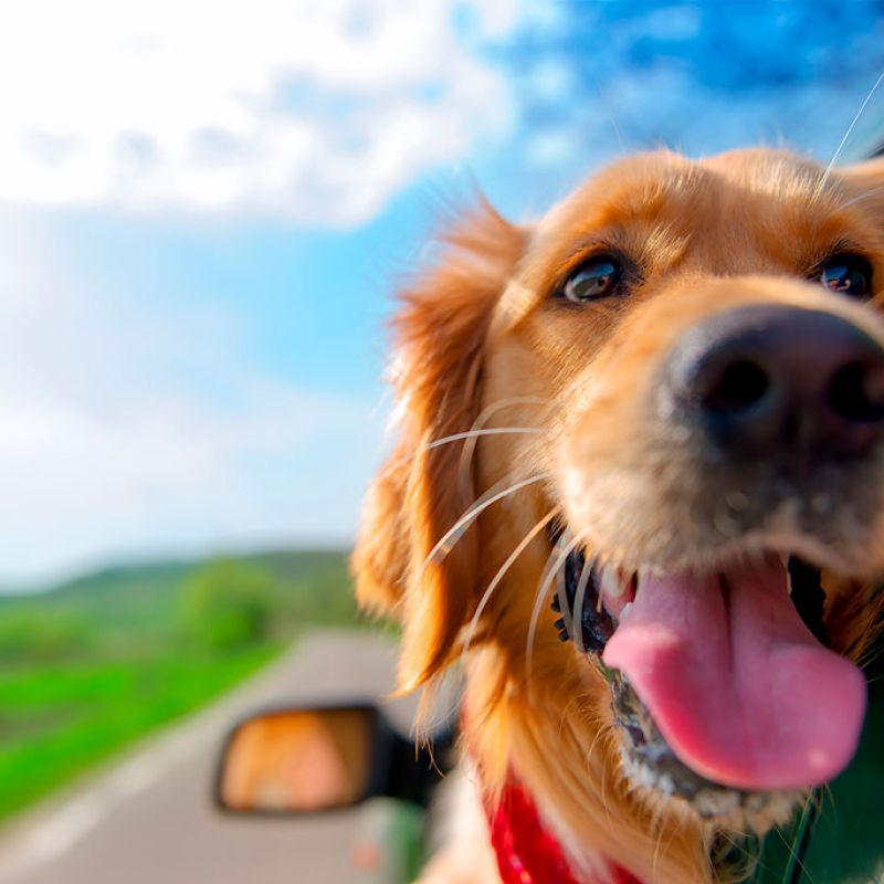 dog looking out of car window