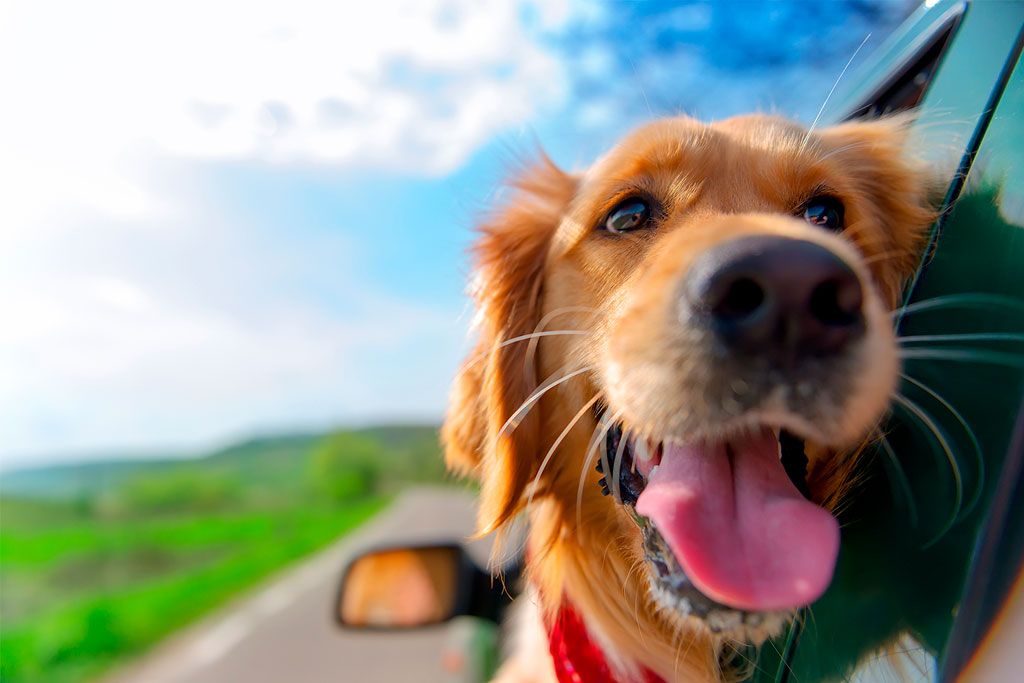 dog looking out of car window