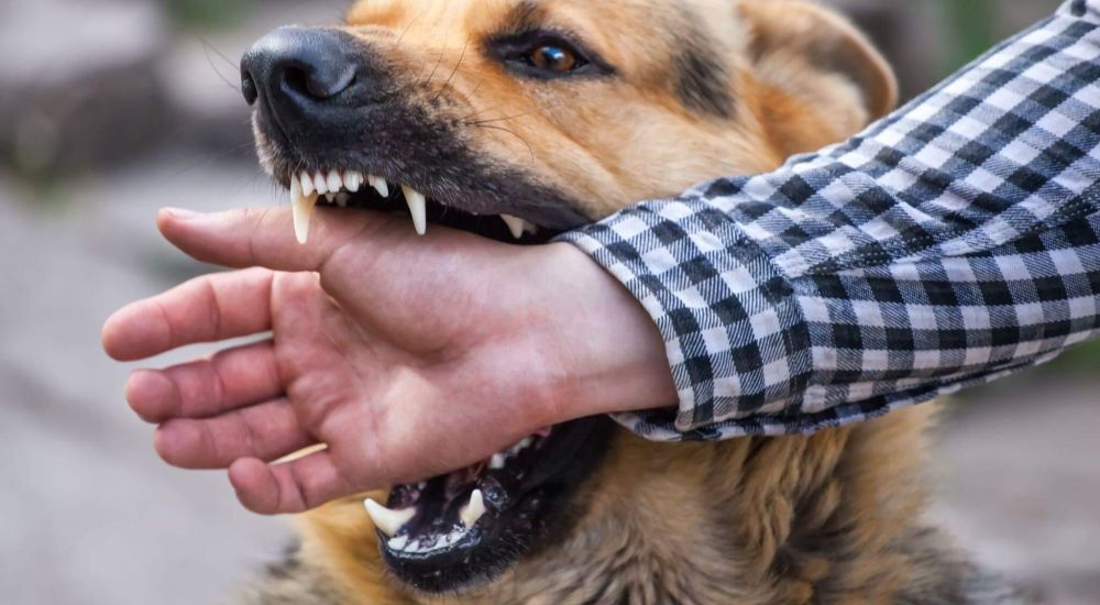 a close up of a person being bitten by a dog