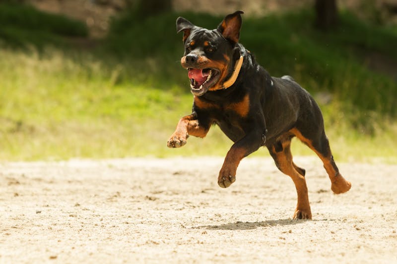 A Rottweiler dog runs energetically across a sandy area, looking playful with its tongue out, in a bright, natural setting.