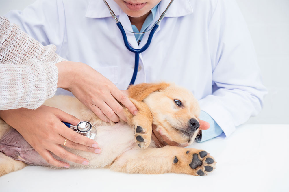 | Matz Injury Law A puppy lies on a table, examined by a person in a white coat holding a stethoscope. Another hand gently supports the puppy. The setting appears clinical.