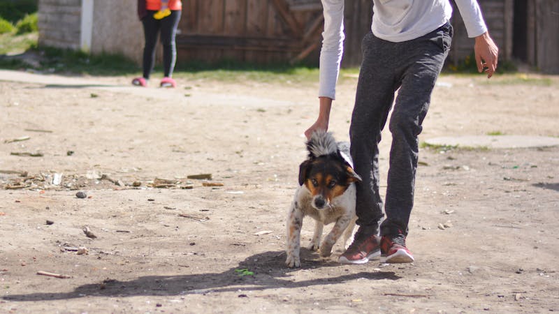 A person in casual clothes bends down to a dog, encouraging it to walk towards them in a sunlit, dusty outdoor setting with scattered debris and a wooden fence in the background.