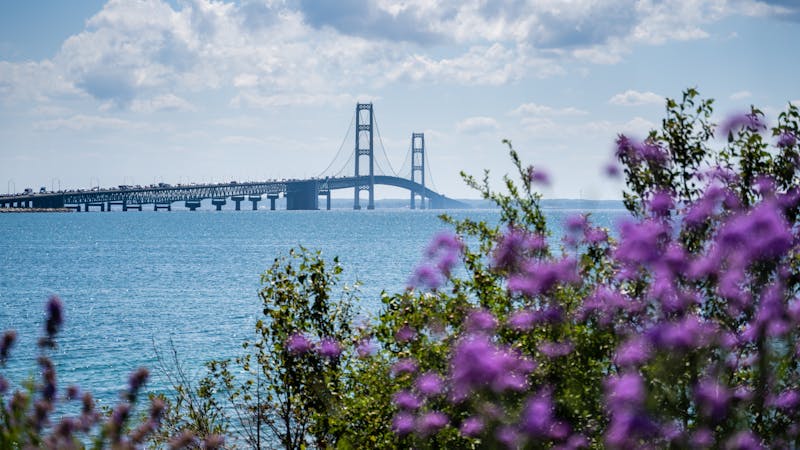 A suspension bridge spans over a body of water, framed by vibrant purple flowers in the foreground, under a partly cloudy sky.