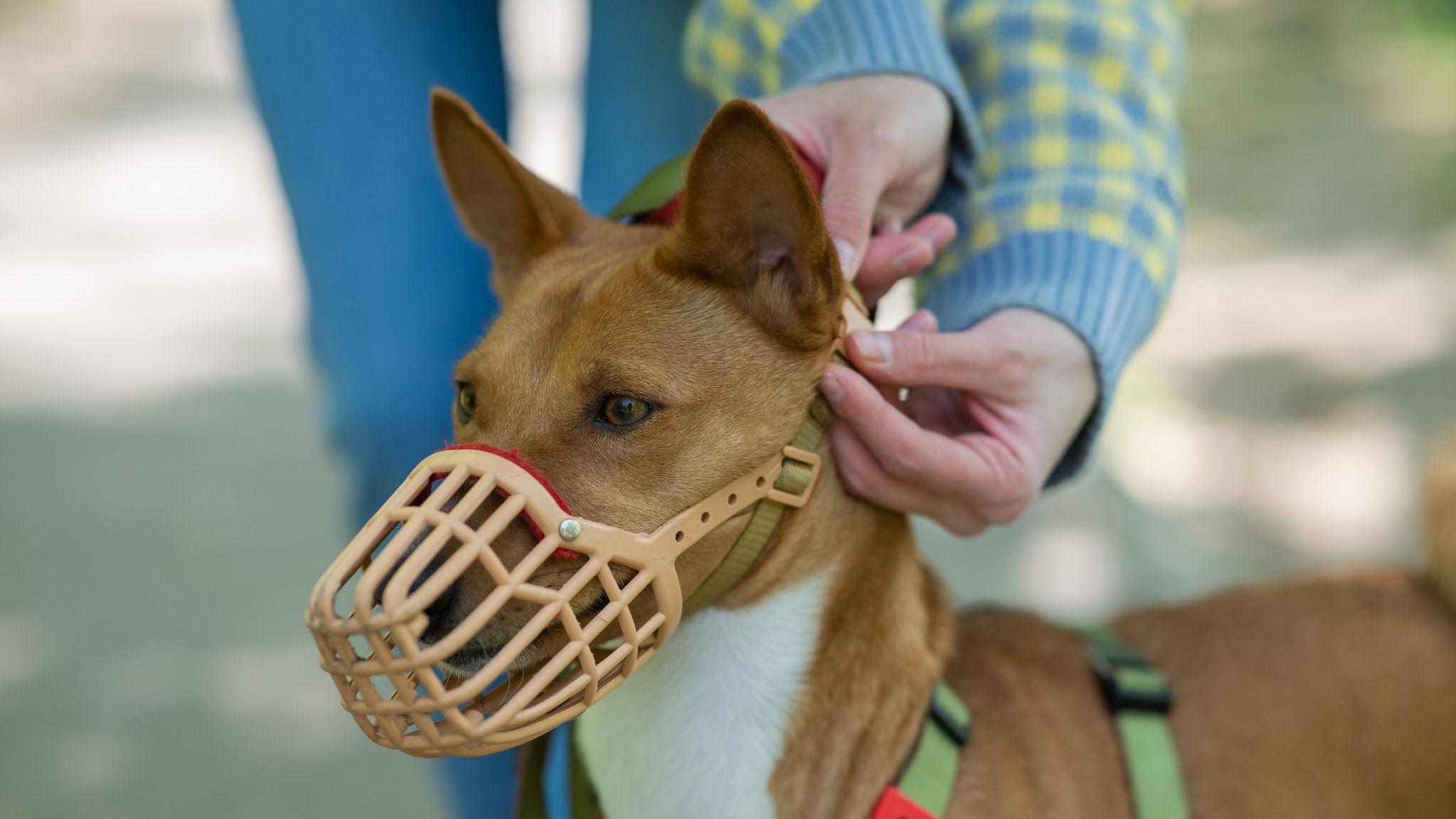 Dog muzzle 