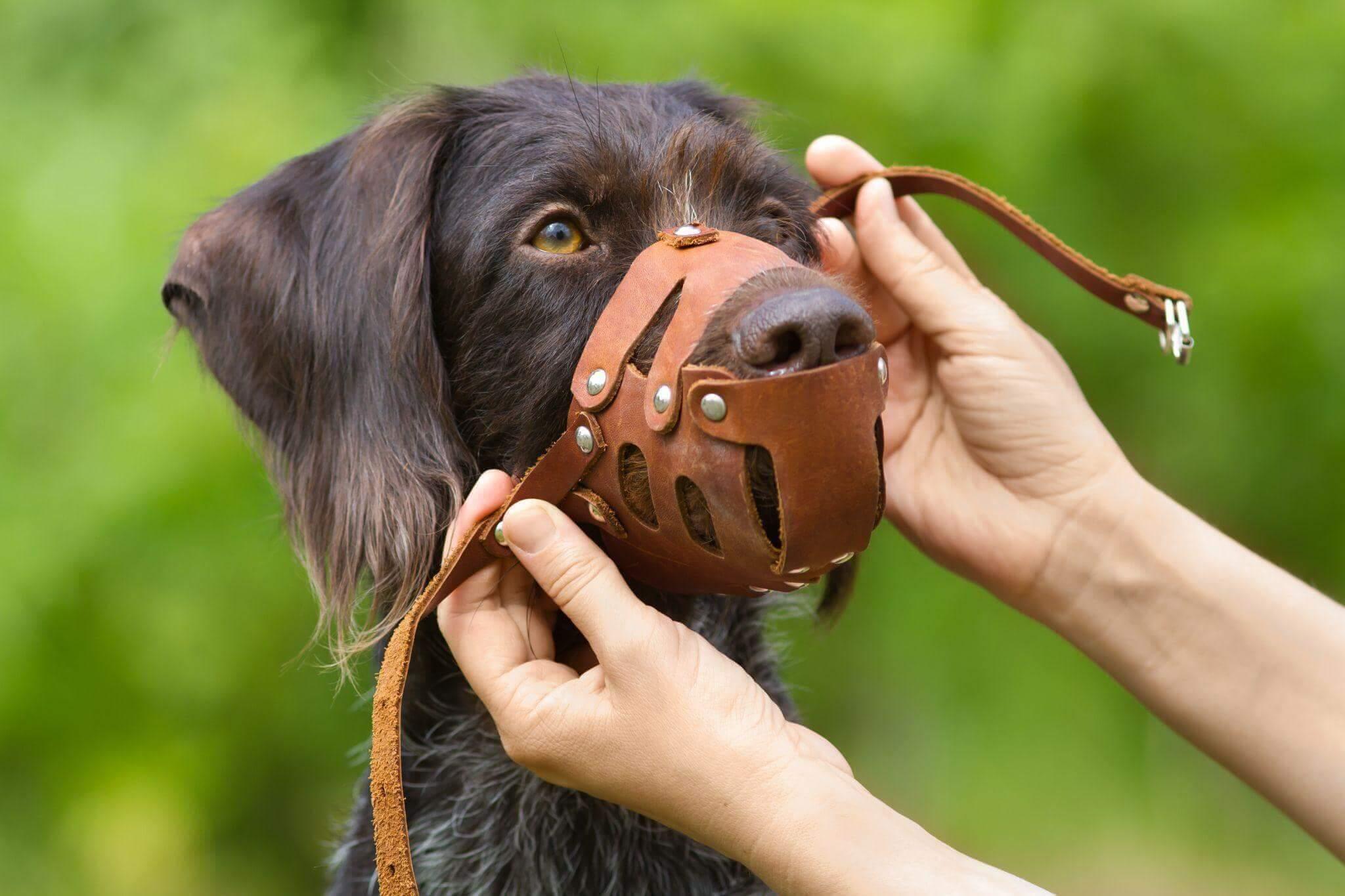 a person holding a leather mask to a dog