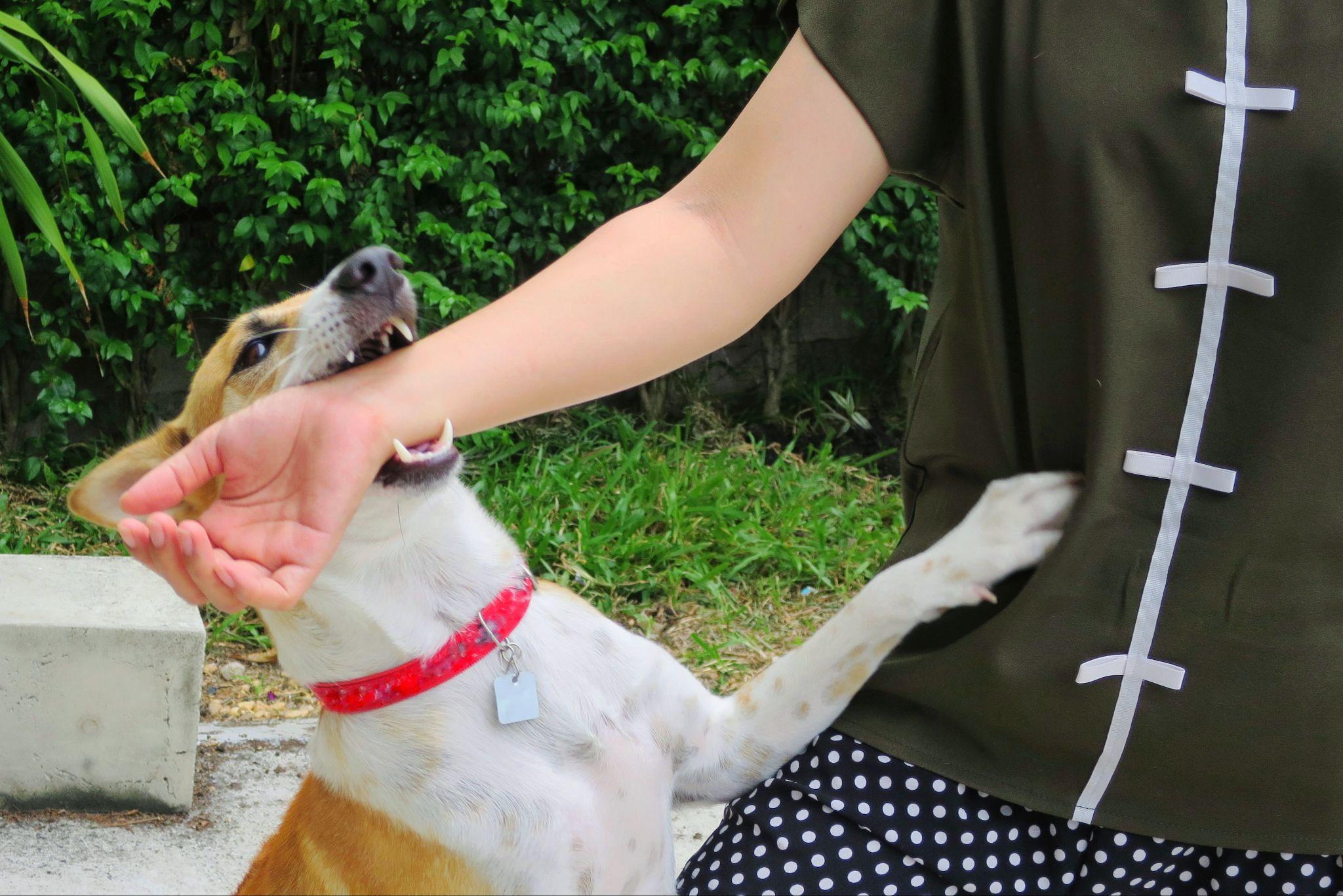 Dog bite injury